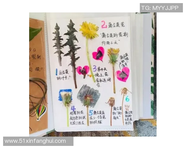 蒲公英的象征与足球明星的成长之路探索与启示